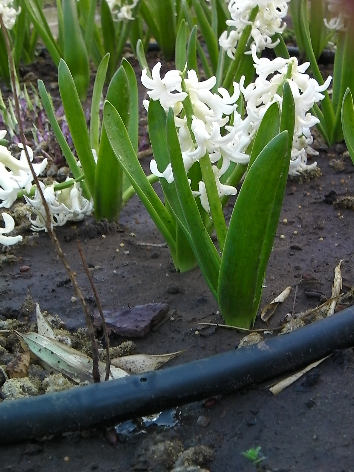 Close-up of white hyacinth flowers with green leaves growing in dark soil with a black irrigation hose nearby